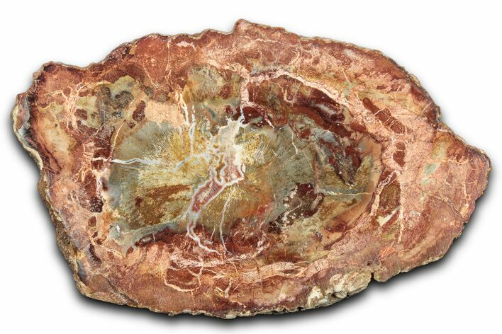 Polished Petrified Wood (Araucaria) Round - Madagascar #344648
